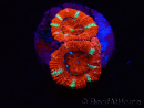 WYSIWYG Micromussa lordhowensis (ex Acanthastrea) 6E7