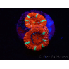 WYSIWYG Micromussa lordhowensis (ex Acanthastrea) 6E7