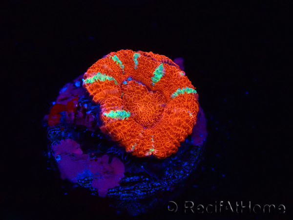 WYSIWYG Micromussa lordhowensis (formerly Acanthastrea) 6E8