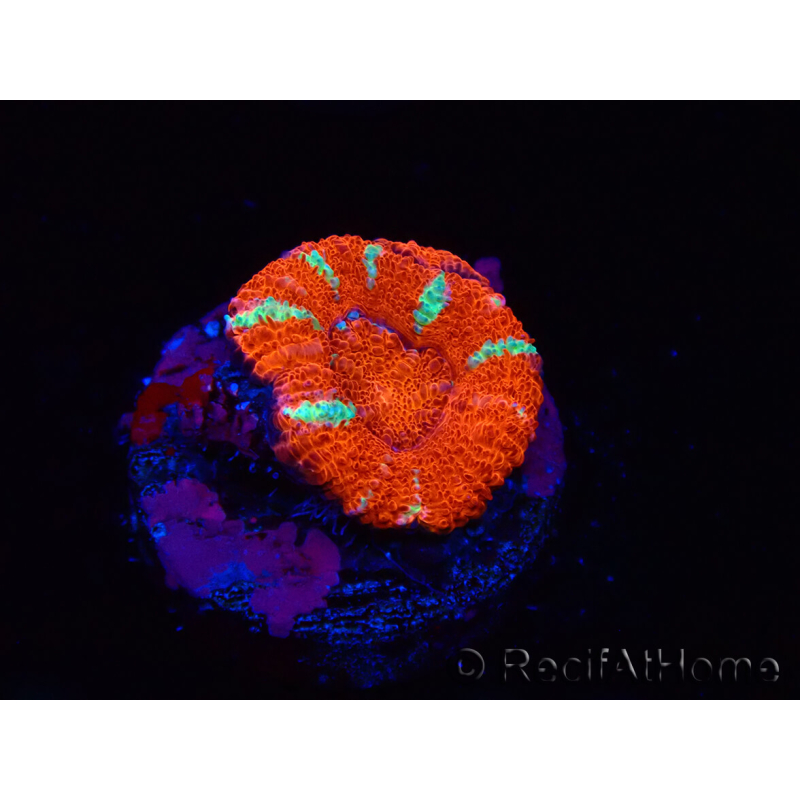 WYSIWYG Micromussa lordhowensis (ehemals Acanthastrea) 6E8