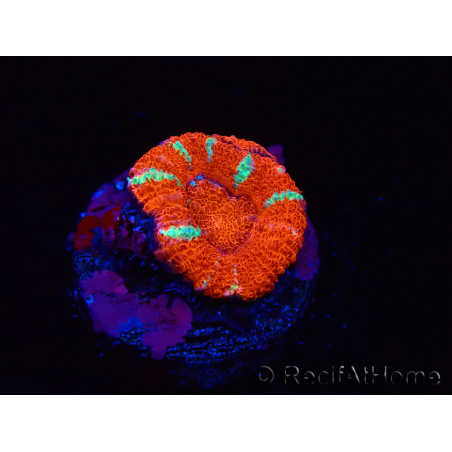 WYSIWYG Micromussa lordhowensis (ex Acanthastrea) 6E8