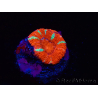 WYSIWYG Micromussa lordhowensis (ex Acanthastrea) 6E8