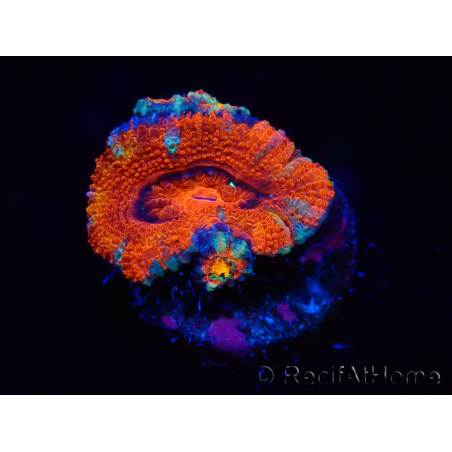 WYSIWYG Micromussa lordhowensis (ex Acanthastrea) 6E9