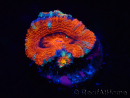 WYSIWYG Micromussa lordhowensis (ex Acanthastrea) 6K