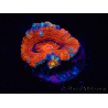 WYSIWYG Micromussa lordhowensis (ex Acanthastrea) 6E9