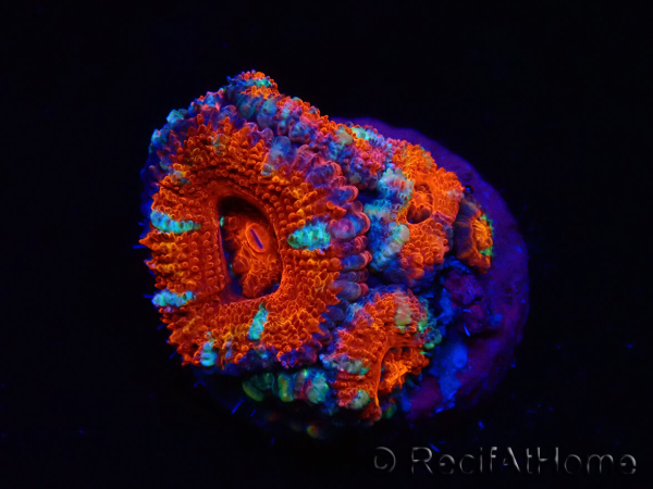 WYSIWYG Micromussa lordhowensis (ehemals Acanthastrea) 6K