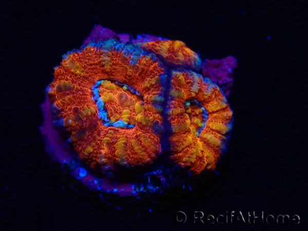 WYSIWYG Micromussa lordhowensis (ex Acanthastrea) 6F1