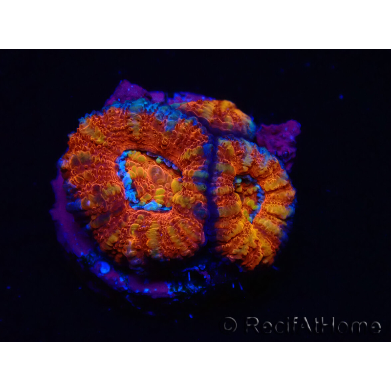 WYSIWYG Micromussa lordhowensis (ex Acanthastrea) 6F1