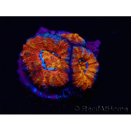 WYSIWYG Micromussa lordhowensis (ehemals Acanthastrea) 6F1