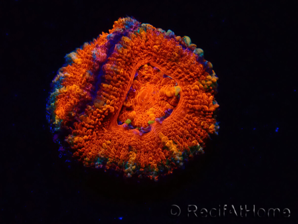 WYSIWYG Micromussa lordhowensis (ex Acanthastrea) 6F2