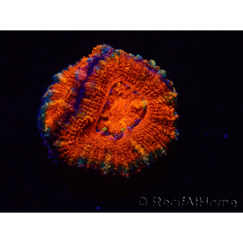 WYSIWYG Micromussa lordhowensis (ex Acanthastrea) 6F2