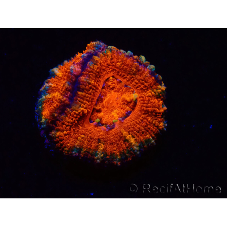 WYSIWYG Micromussa lordhowensis (ex Acanthastrea) 6F2