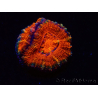 WYSIWYG Micromussa lordhowensis (ehemals Acanthastrea) 6F2