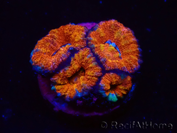 WYSIWYG Micromussa lordhowensis (ex Acanthastrea) 6F3