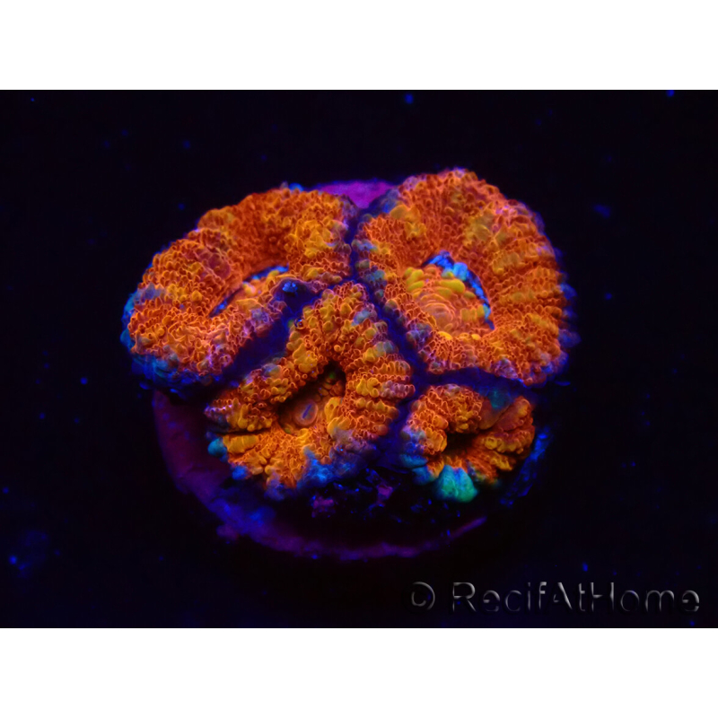 WYSIWYG Micromussa lordhowensis (ex Acanthastrea) 6F3