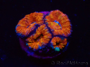 WYSIWYG Micromussa lordhowensis (ehemals Acanthastrea) 6F3