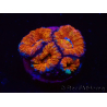 WYSIWYG Micromussa lordhowensis (ex Acanthastrea) 6F3