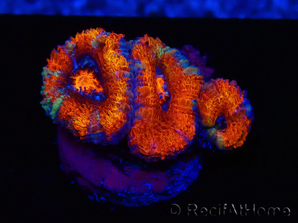 WYSIWYG Micromussa lordhowensis (formerly Acanthastrea) 6F4