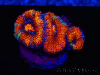 WYSIWYG Micromussa lordhowensis (ex Acanthastrea) 6F4