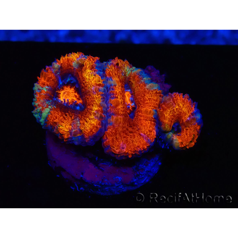 WYSIWYG Micromussa lordhowensis (ehemals Acanthastrea) 6F4