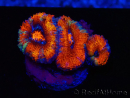 WYSIWYG Micromussa lordhowensis (ex Acanthastrea) 6F4