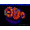 WYSIWYG Micromussa lordhowensis (ehemals Acanthastrea) 6F4