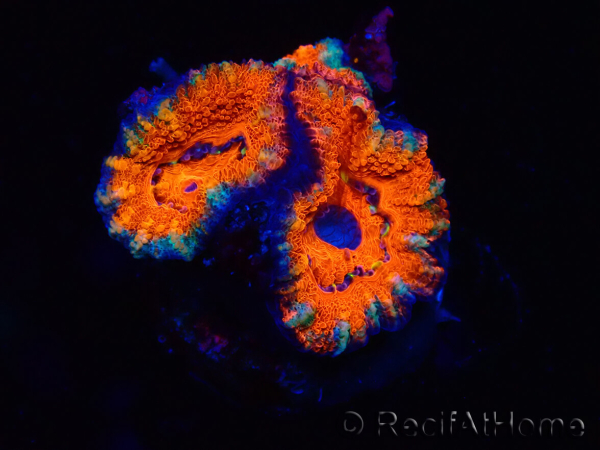 WYSIWYG Micromussa lordhowensis (ex Acanthastrea) 6F5