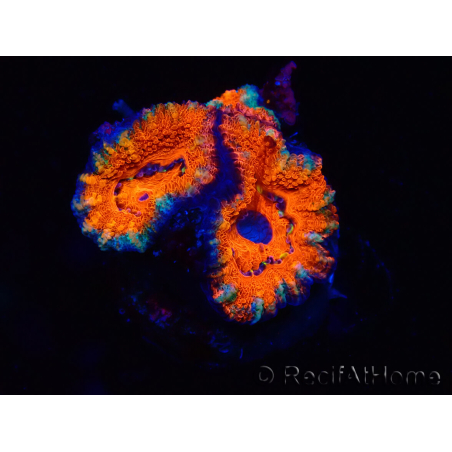 WYSIWYG Micromussa lordhowensis (formerly Acanthastrea) 6F5