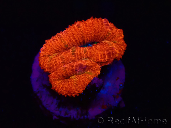 WYSIWYG Micromussa lordhowensis (antiguamente Acanthastrea) 6F6
