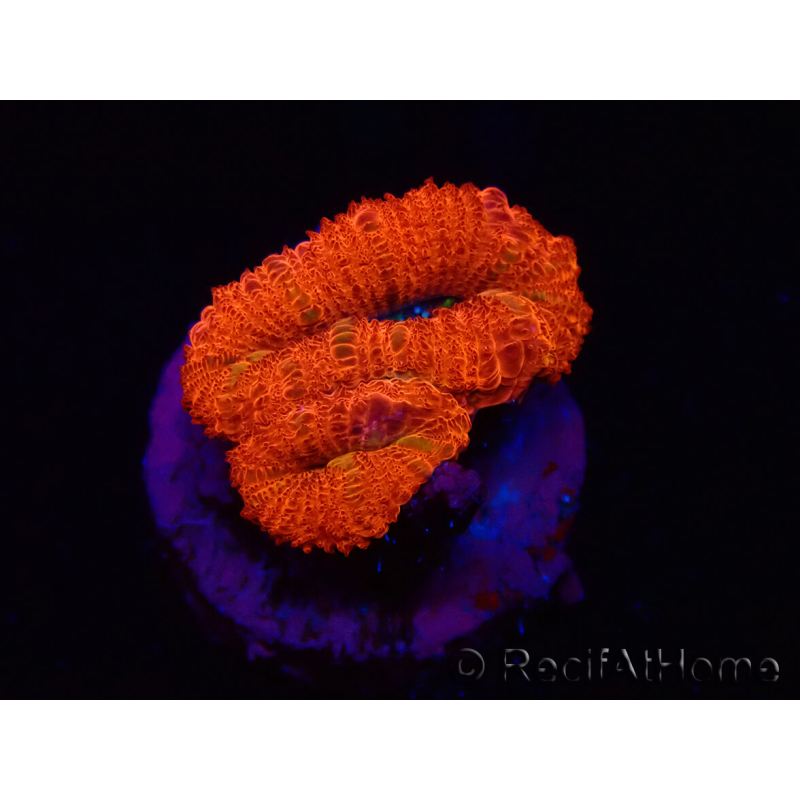 WYSIWYG Micromussa lordhowensis (antiguamente Acanthastrea) 6F6