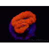WYSIWYG Micromussa lordhowensis (antiguamente Acanthastrea) 6F6