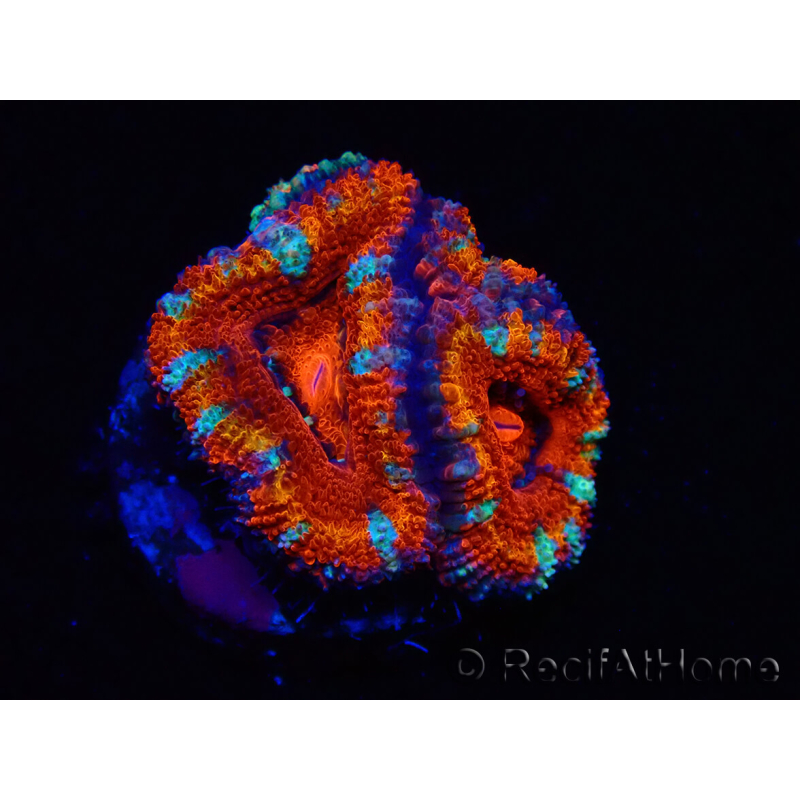 WYSIWYG Micromussa lordhowensis (ex Acanthastrea) 6F7