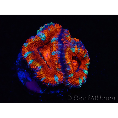 WYSIWYG Micromussa lordhowensis (antes Acanthastrea) 6F7