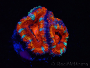 WYSIWYG Micromussa lordhowensis (ex Acanthastrea) 6F7