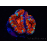 WYSIWYG Micromussa lordhowensis (ex Acanthastrea) 6F7