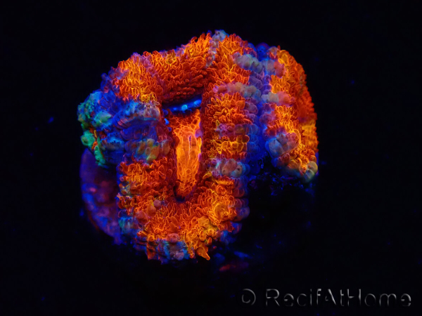 WYSIWYG Micromussa lordhowensis (ex Acanthastrea) 6F8