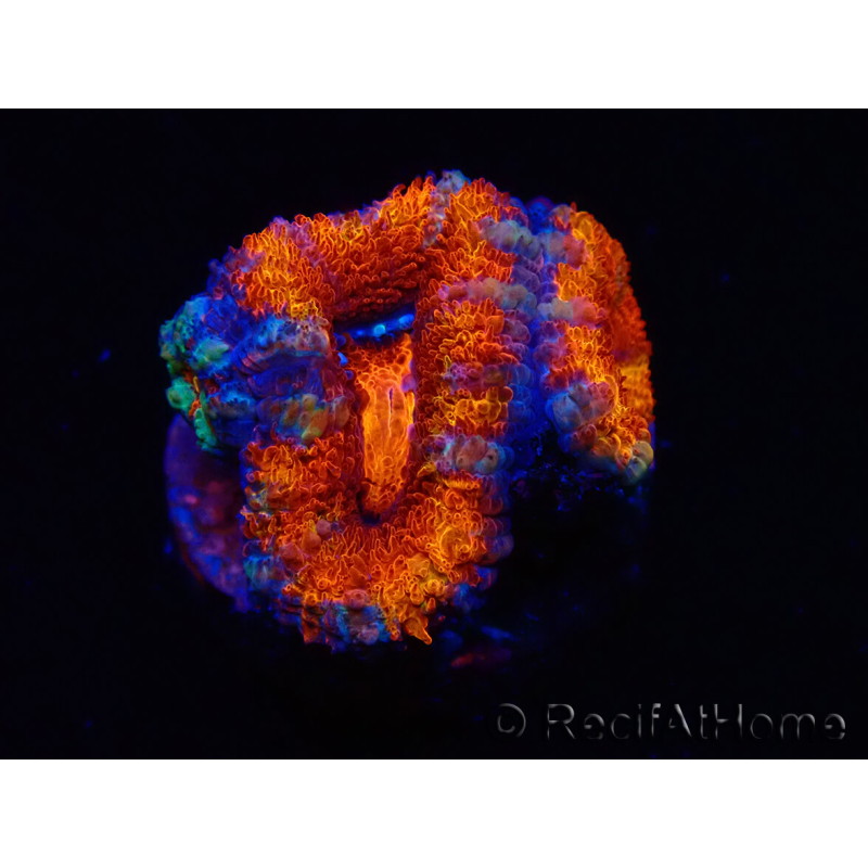 WYSIWYG Micromussa lordhowensis (ehemals Acanthastrea) 6F8