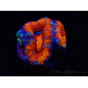 WYSIWYG Micromussa lordhowensis (ex Acanthastrea) 6F8