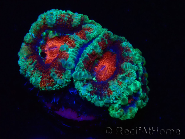 WYSIWYG Micromussa lordhowensis (formerly Acanthastrea) 6K