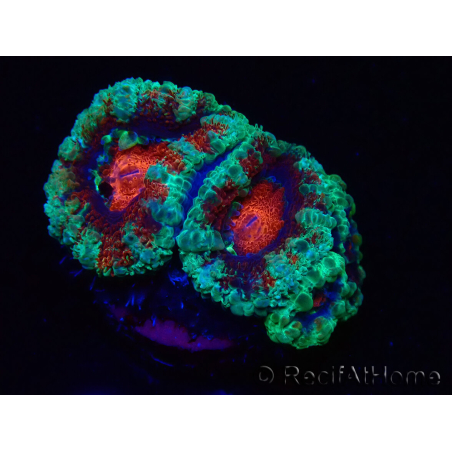 WYSIWYG Micromussa lordhowensis (ex Acanthastrea) 6K