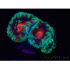 WYSIWYG Micromussa lordhowensis (ex Acanthastrea) 6F9