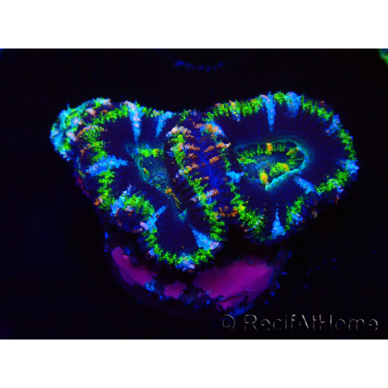WYSIWYG Micromussa lordhowensis (ex Acanthastrea) 6F10