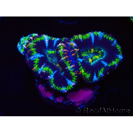 WYSIWYG Micromussa lordhowensis (ex Acanthastrea) 6F10