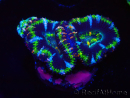 WYSIWYG Micromussa lordhowensis (formerly Acanthastrea) 6K