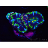 WYSIWYG Micromussa lordhowensis (ex Acanthastrea) 6F10