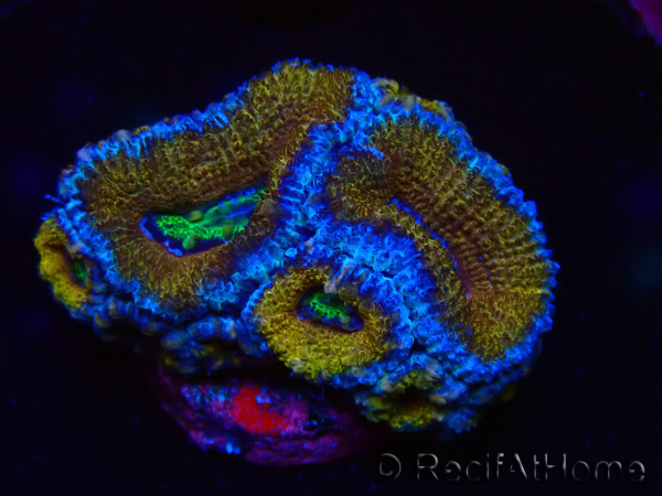 WYSIWYG Micromussa lordhowensis (ehemals Acanthastrea) 6G1