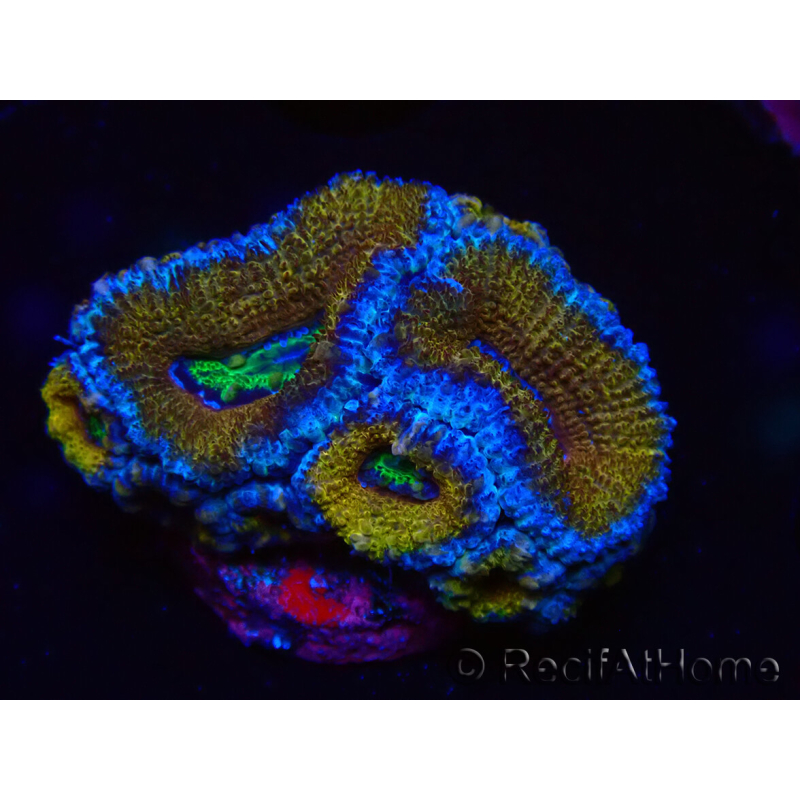 WYSIWYG Micromussa lordhowensis (formerly Acanthastrea) 6G1