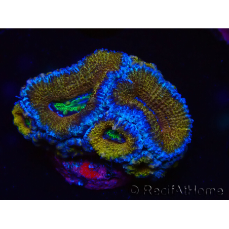 WYSIWYG Micromussa lordhowensis (anteriormente Acanthastrea) 6G1