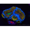 WYSIWYG Micromussa lordhowensis (formerly Acanthastrea) 6G1