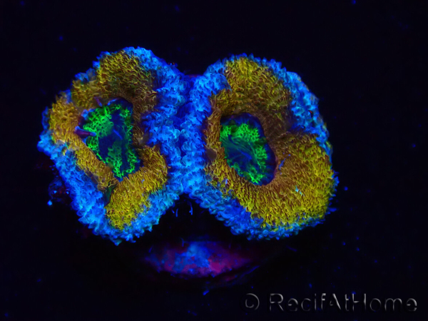 WYSIWYG Micromussa lordhowensis (ex Acanthastrea) 6G2